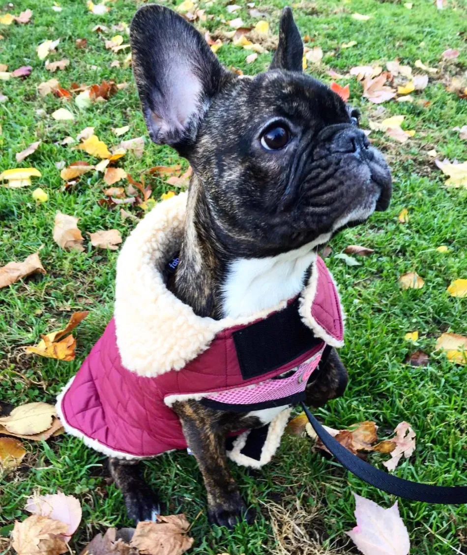 QUILTED SHEARLING BURGUNDY DOG JACKET